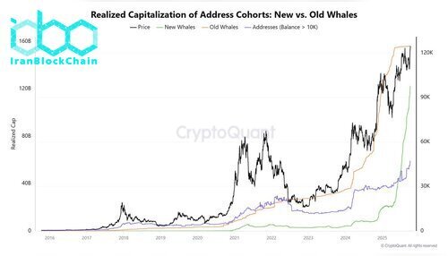 سرمایه تحققیافته بیت کوین (BTC) در گروههای آدرس: نهنگهای جدید در مقابل نهنگهای قدیمی